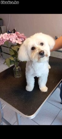 Bichon havanese