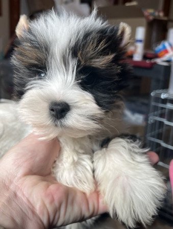 Biewer Yorkshire terrier