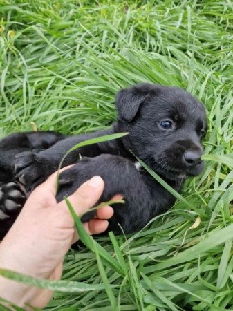 Labrador jellegű(borador)