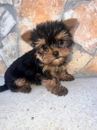 Yorkshire Terrier