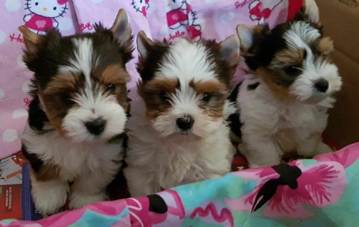 Yorkshire terrier biewer