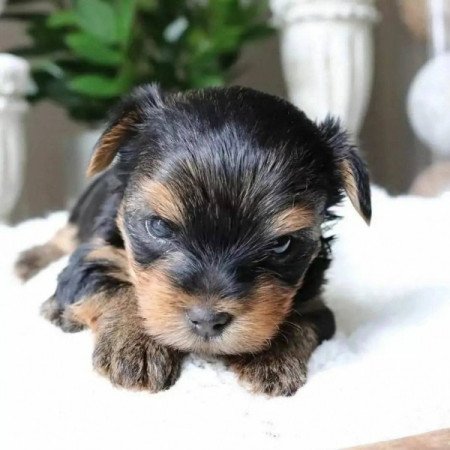 Yorkshire terrier