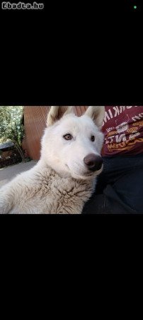 Husky kölyök kutyák