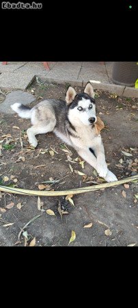 Husky kölyök kutyák