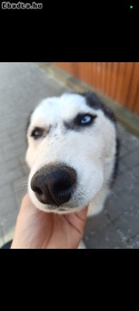 Husky kölyök kutyák