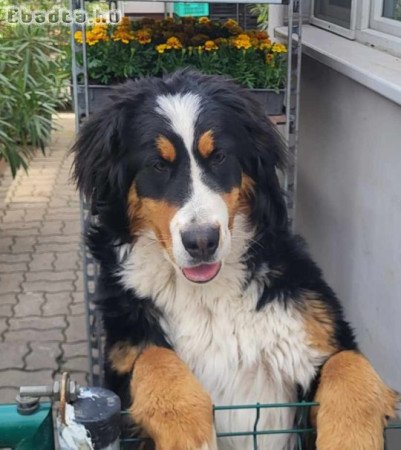 9 hónapos berni pásztor kutya