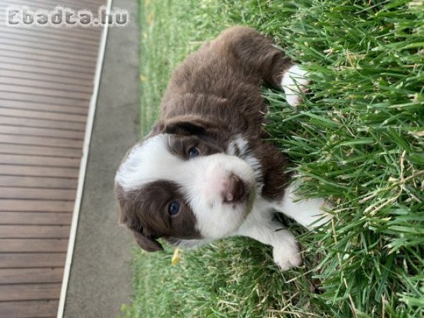 Border Collie jellegű kölyökkutyák