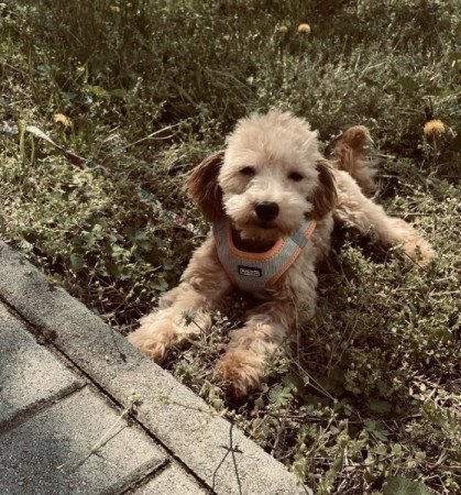 Maltipoo maltai selyem es toy uszkar