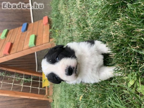 Border Collie jellegű kölyökkutyák