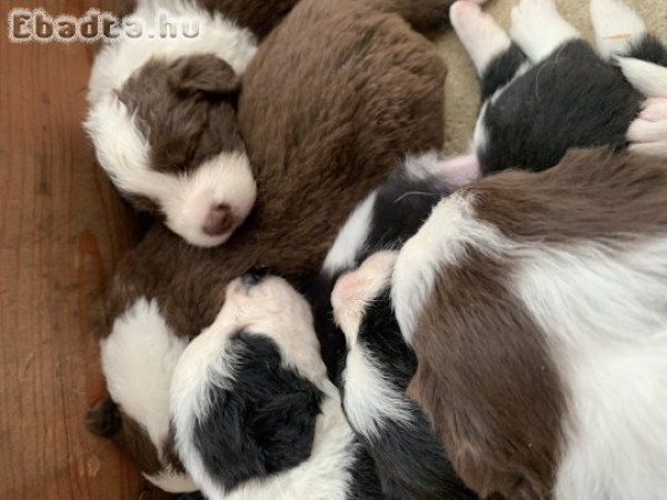 Border Collie jellegű kölyökkutyák