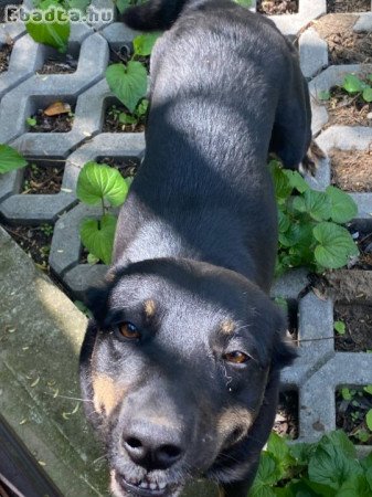 Ausztrál pásztor ajándékba!