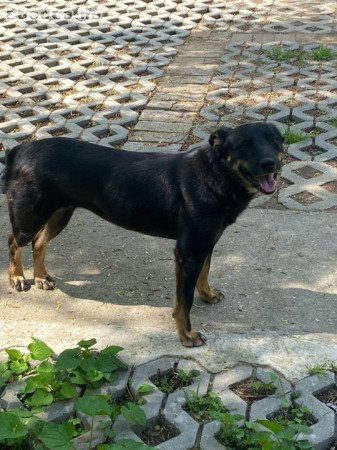 Ausztrál pásztor ajándékba!