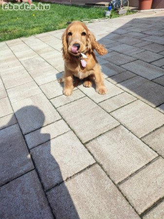 Angol cocker spániel szuka