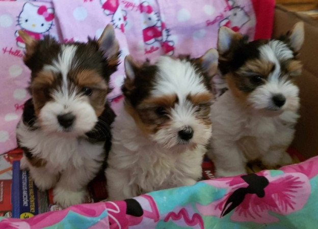 Yorkshire terrier biewer