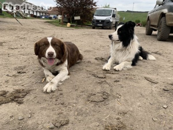 Border Collie jellegű kölyökkutyák