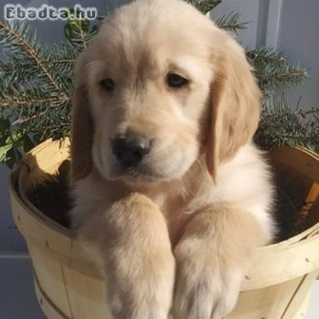 Golden retriever