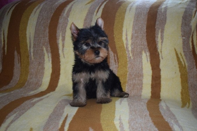 Yorkshire terrier