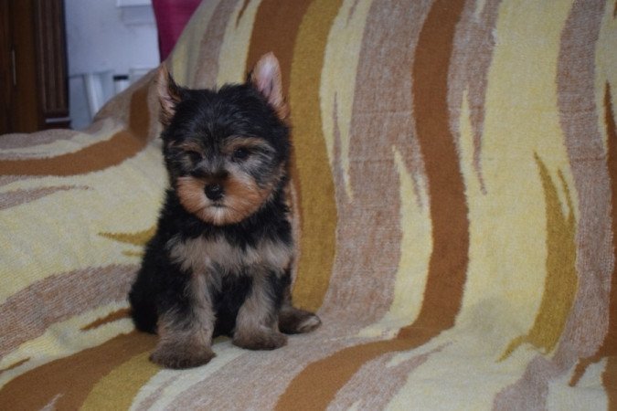 Yorkshire terrier