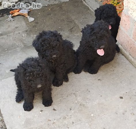 Puli fajtajellegű fiú kiskutyák