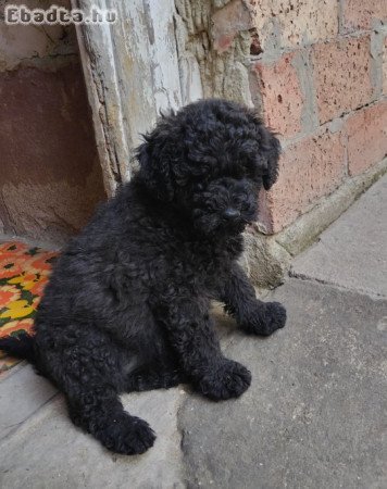 Puli fajtajellegű fiú kiskutyák