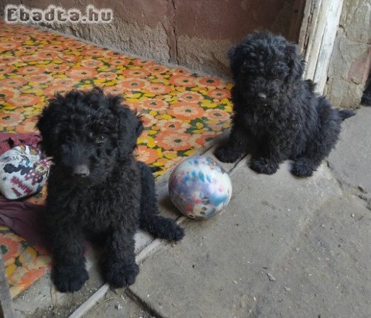 Puli fajtajellegű fiú kiskutyák