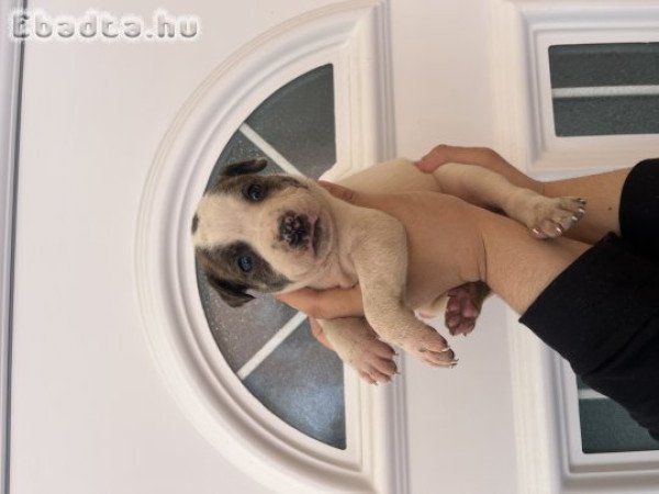 Amstaff/Staffordshire kölykök vihetőek.