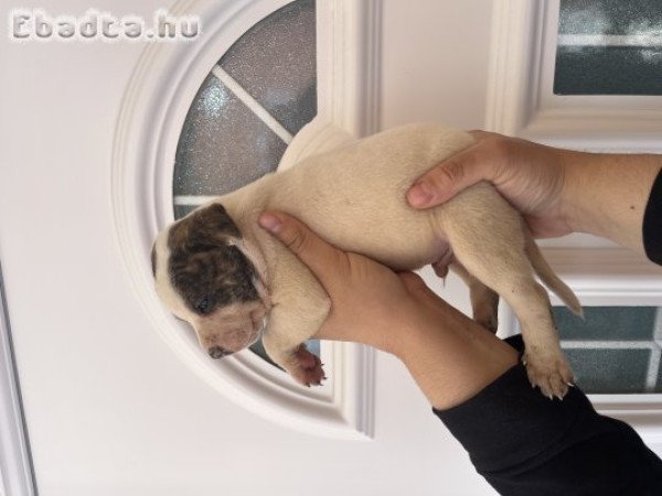 Amstaff/Staffordshire kölykök vihetőek.