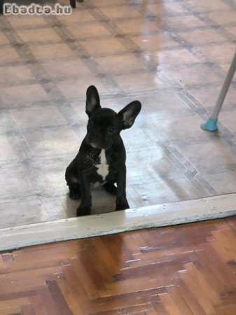 Francia bulldog szuka kölyök
