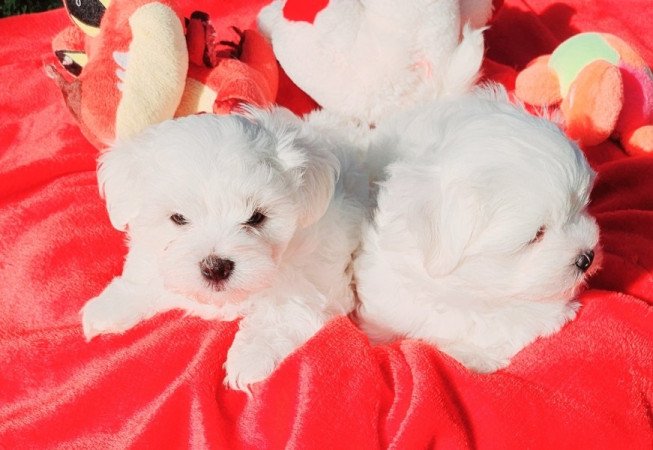 Bichon Havanese