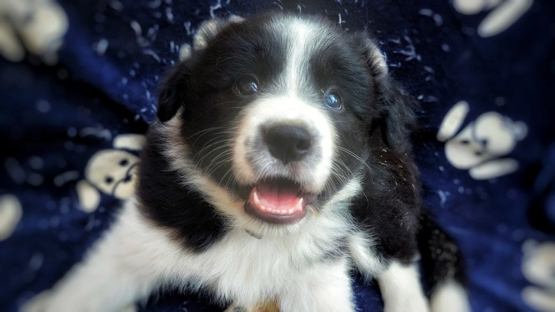 Border collie