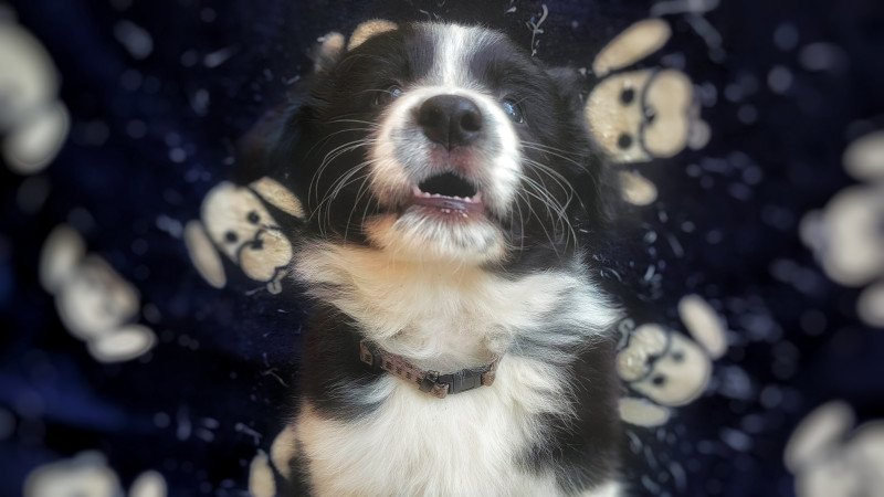 Border collie