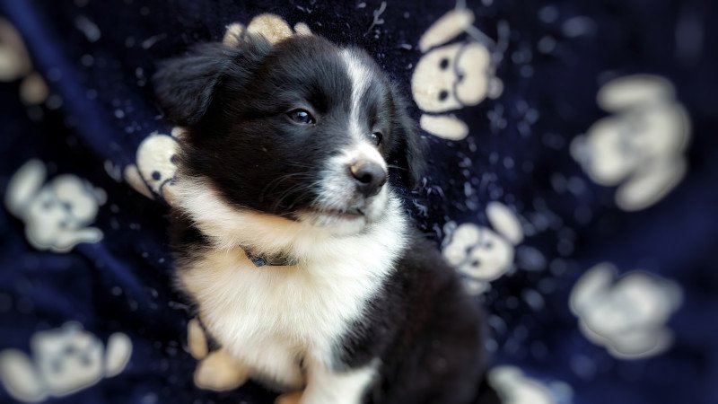 Border collie