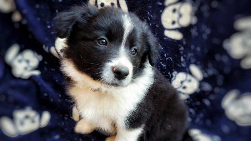 Border collie