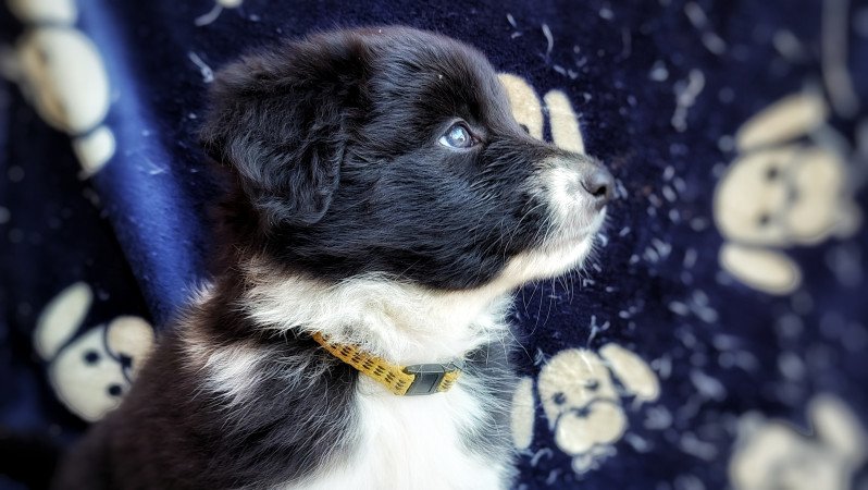 Border collie
