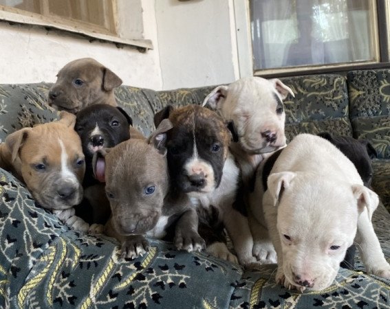 Amerikai staffordshire