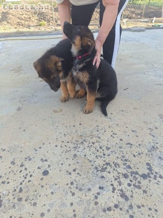 Német juhász kiskutyák