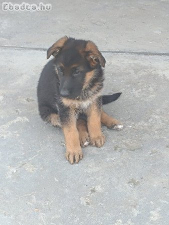 Német juhász kiskutyák