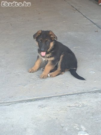 Német juhász kiskutyák