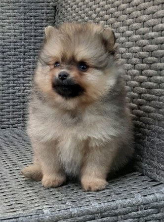 pomerániai törpe spitz