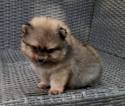 pomerániai törpe spitz