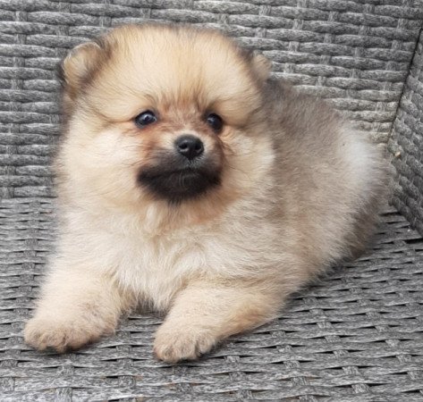 pomerániai törpe spitz