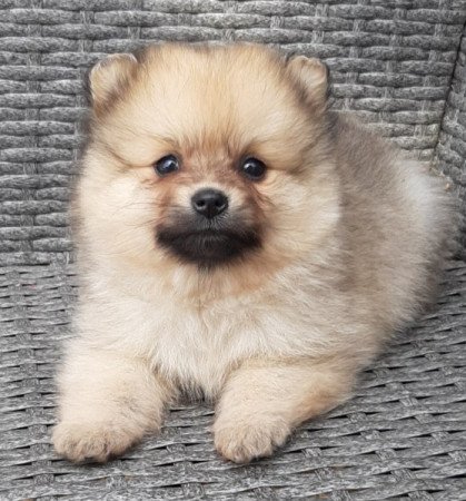 pomerániai törpe spitz