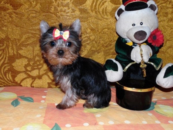 Yorkshire Terrier, Yorki