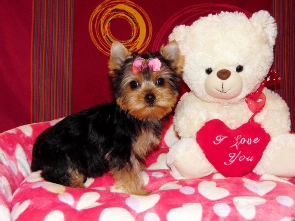 Yorkshire Terrier, Yorki