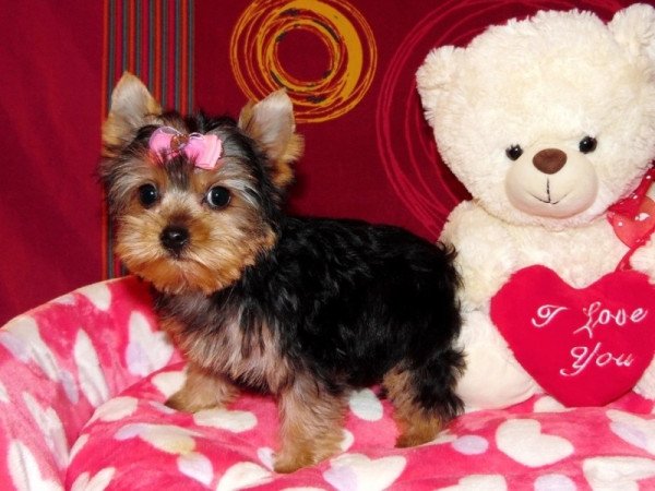 Yorkshire Terrier, Yorki