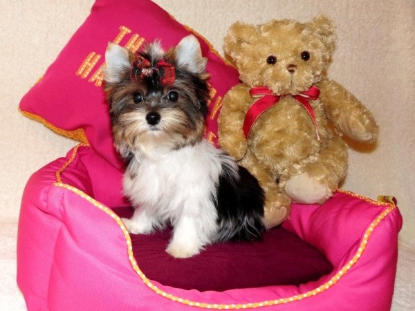 Biewer Yorkshire Terrier Yorki