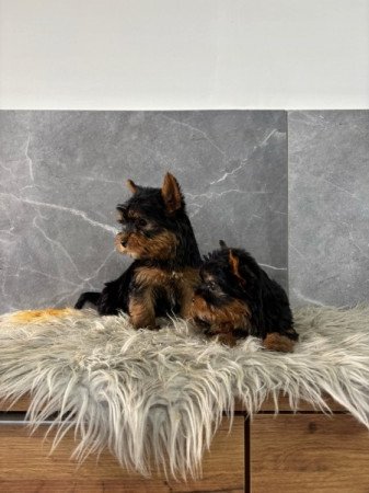 Yorkshire terrier