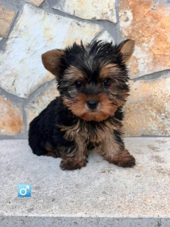 Yorkshire Terrier