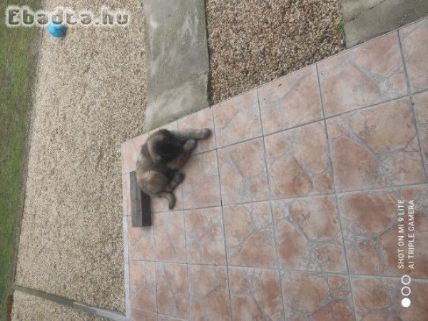 Sarplaninac kölyök kutya