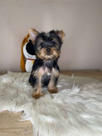 Mini Yorkshire terrier